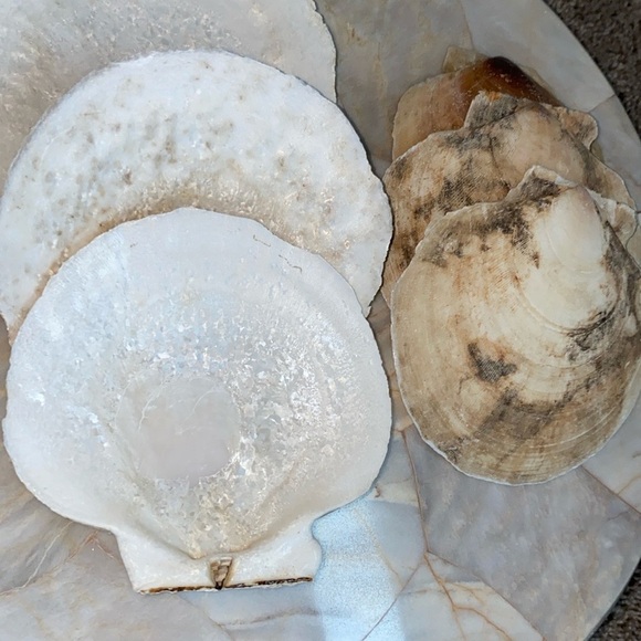 Shell Appetizer Plates, Salad Plates, Set of 6 - Picture 6 of 8